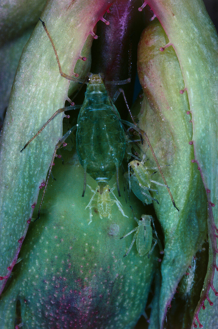 Female aphid giving birth