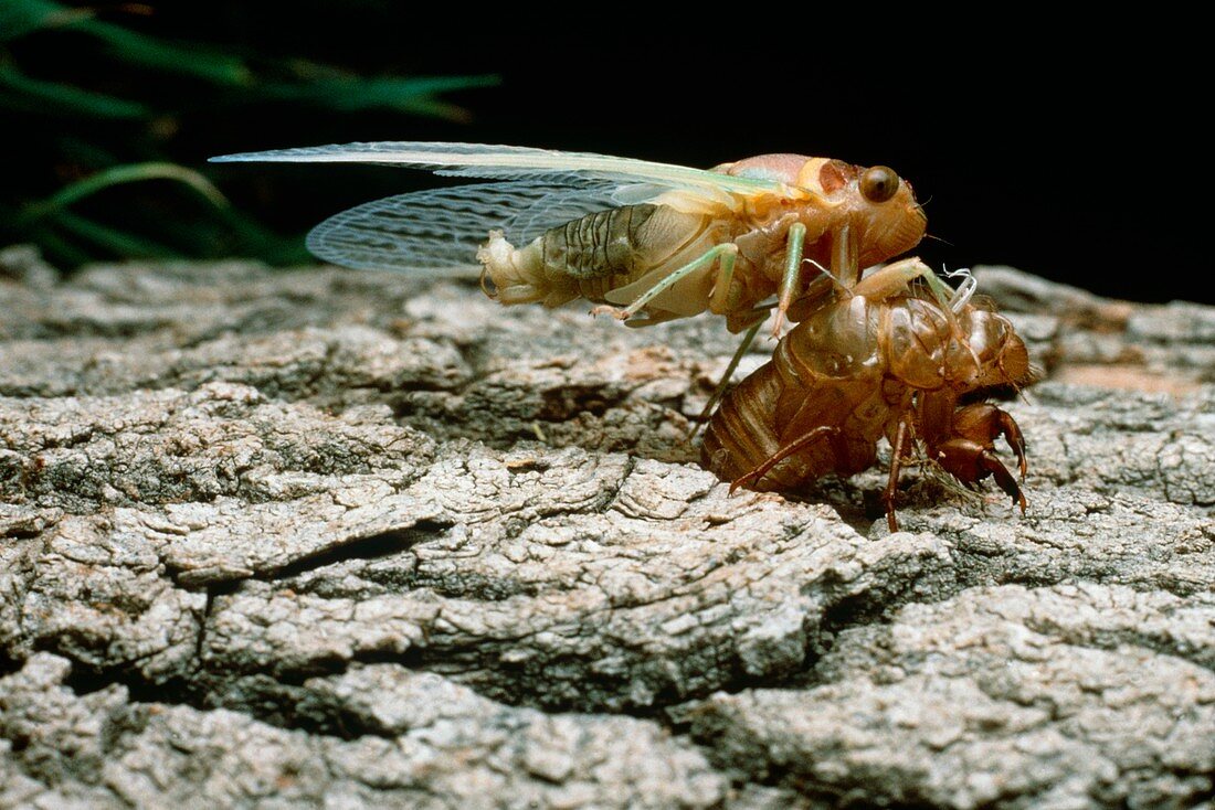 Cicada metamorphosis
