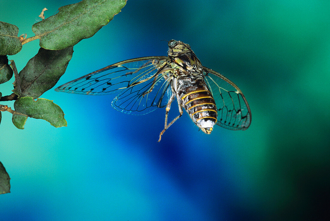 High-speed photo of a cicada in flight