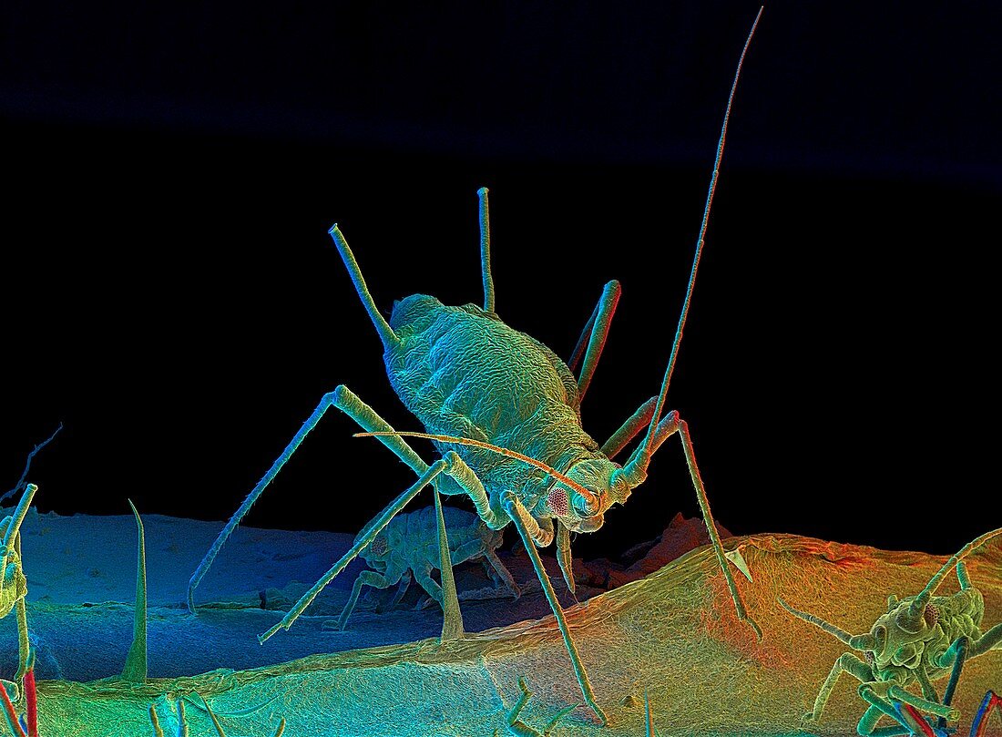 Green peach aphid,SEM