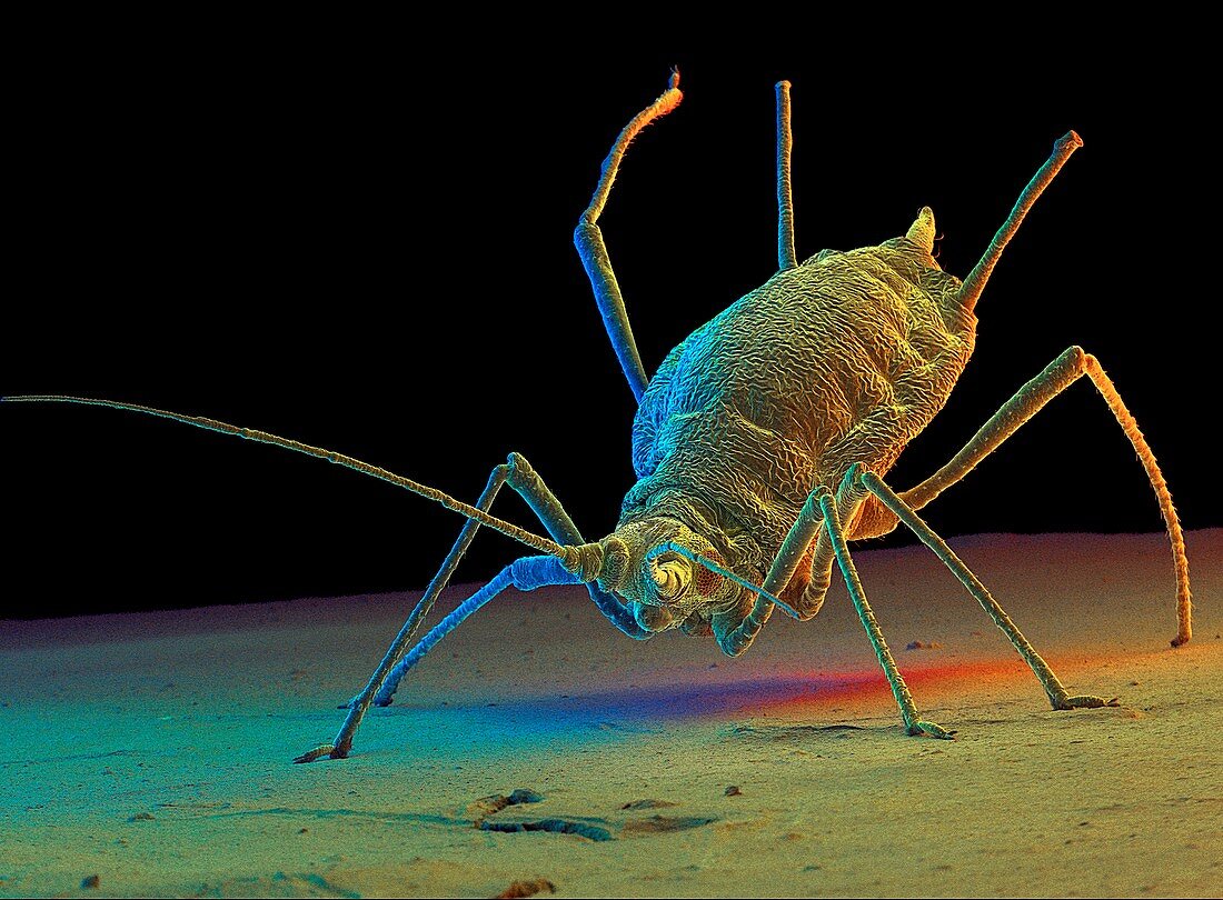 Green peach aphid,SEM