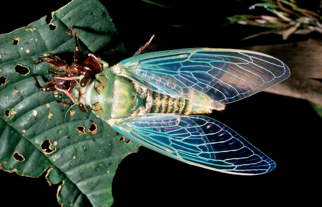 Resting cicada