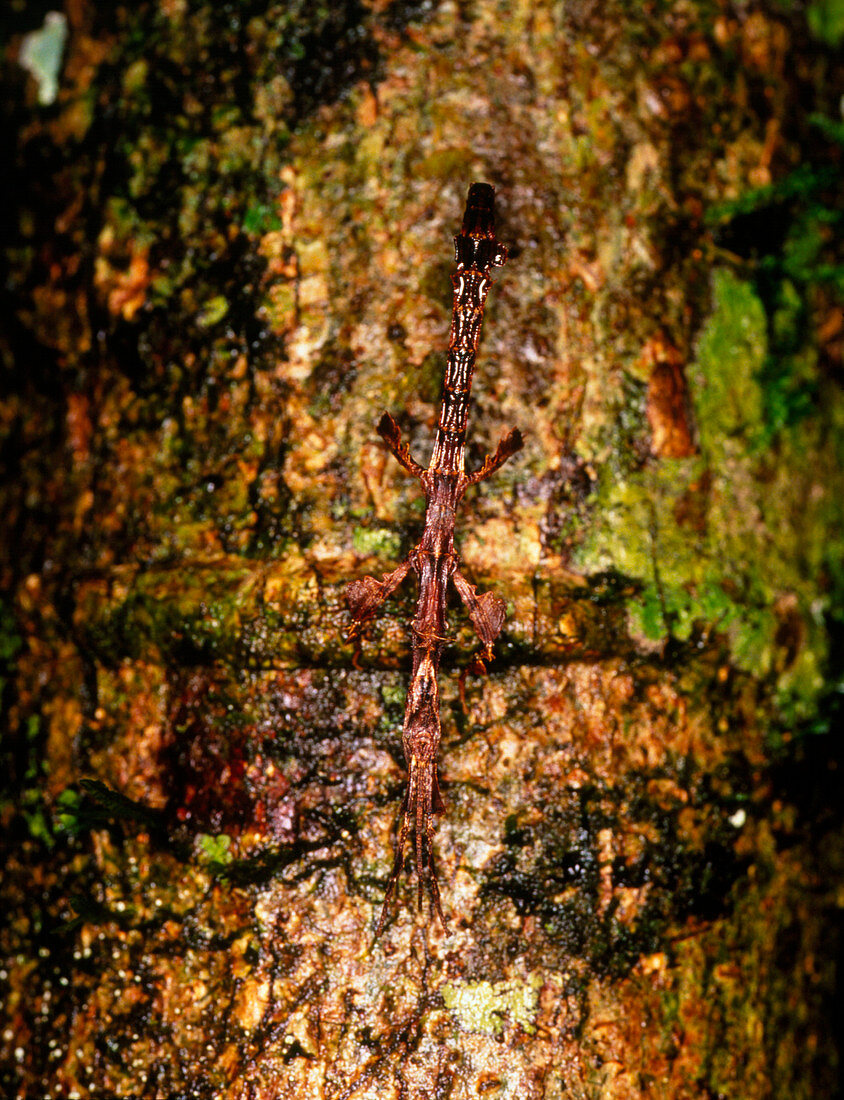 Stick insect on a tree in the Ecuadorian Amazon