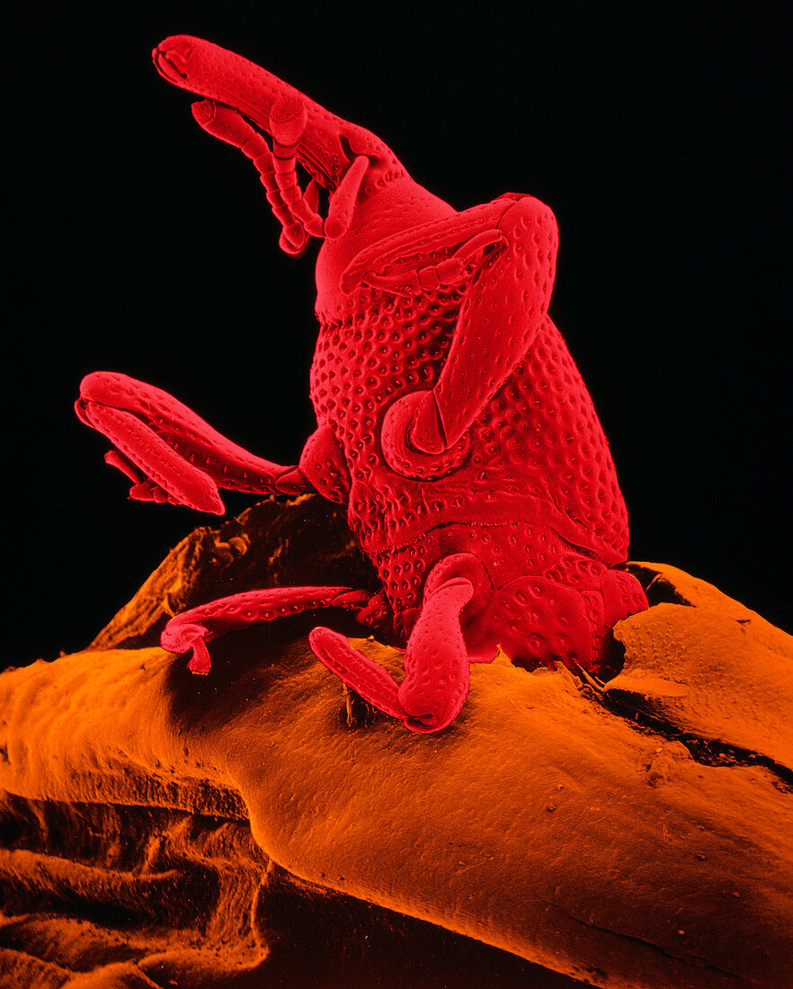 SEM of grain weevil Sitophilus granarius