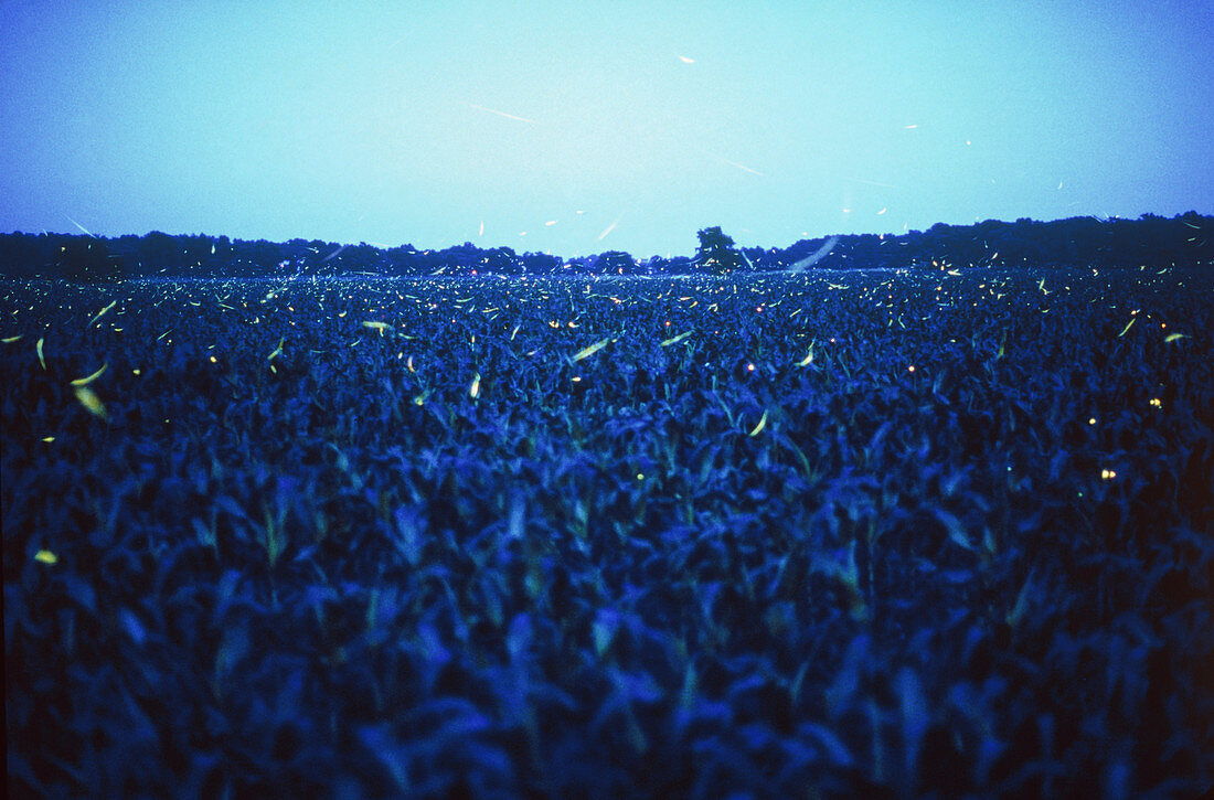 Fireflies over a Wisconsin cornfield