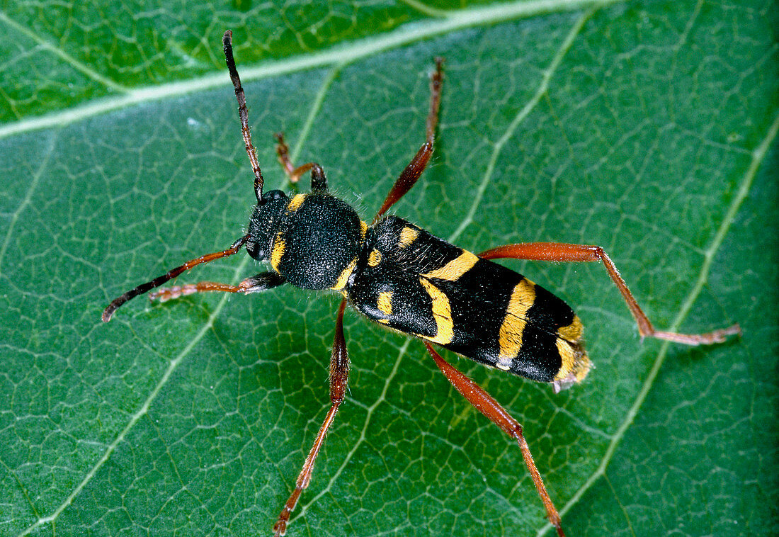 Beetle,Clytus arietis,mimicking warning colours