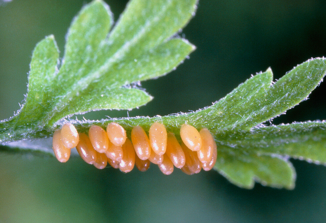 Eggs of the seven-spotted ladybird beetle