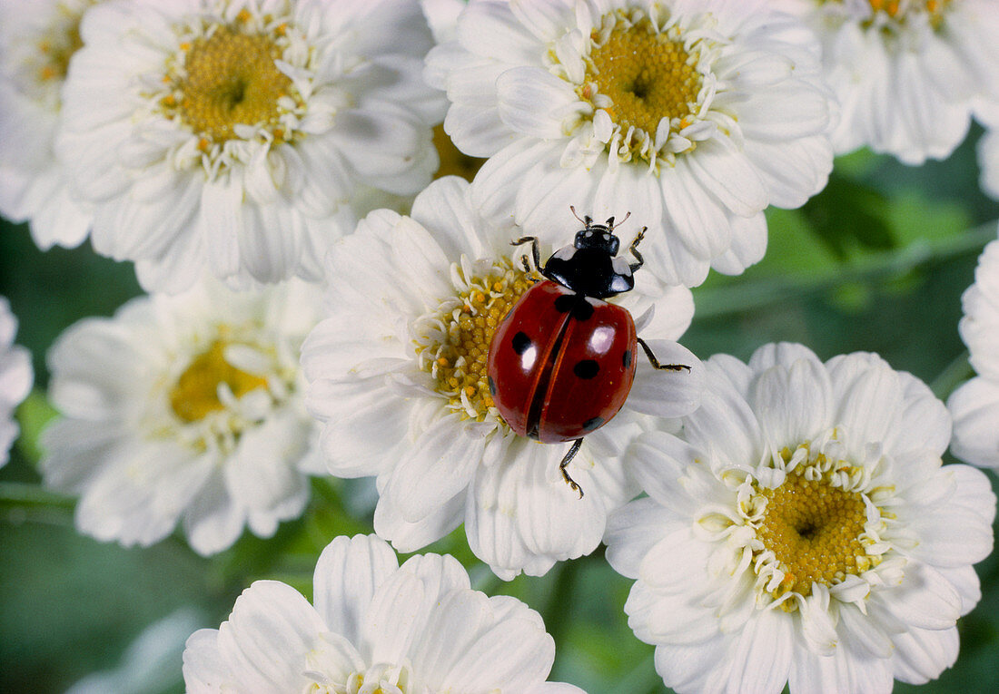 Seven-spot ladybird beetle on camomile flowers