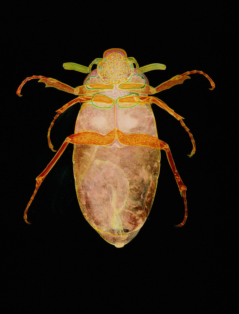 Coloured X-ray of a male June beetle,Melolontha