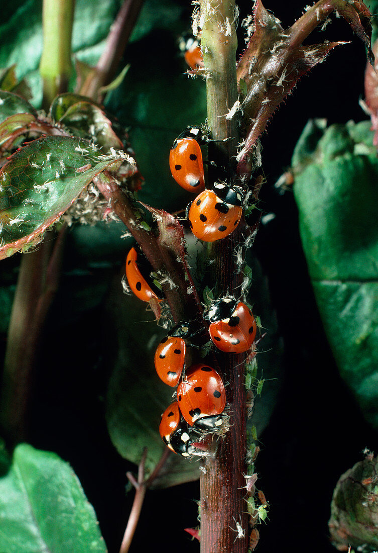 Ladybird beetles eating aphids on rose stem