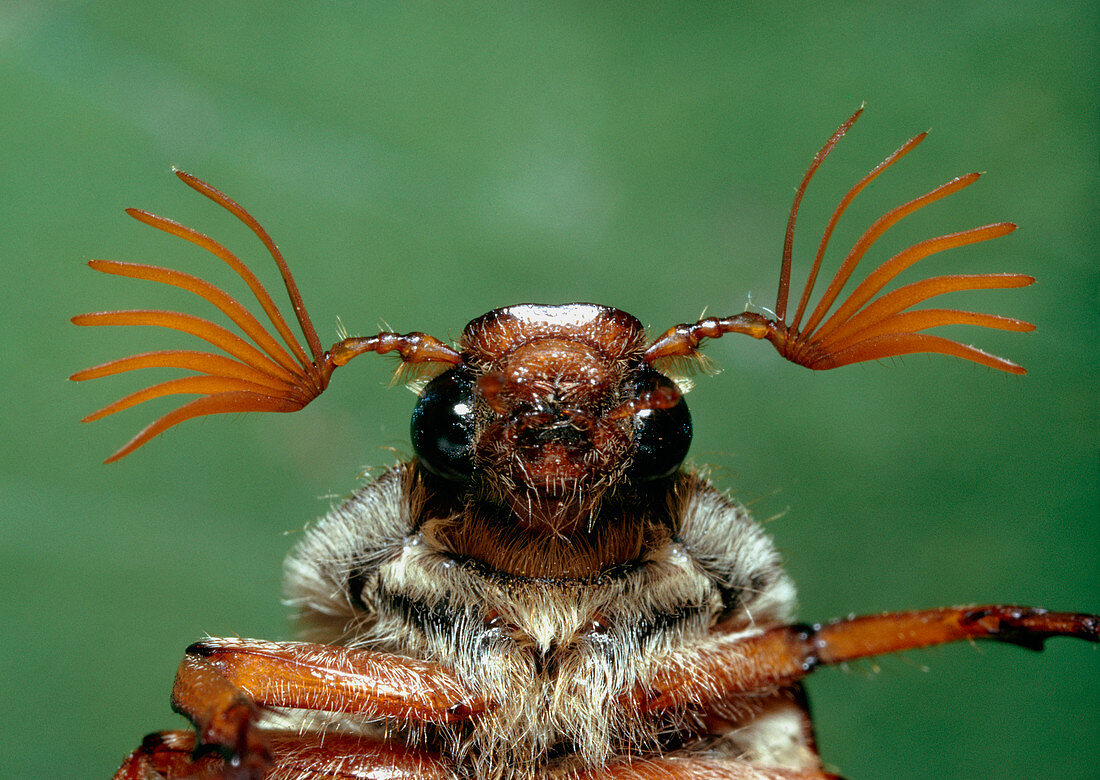 Head of a male June beetle,Melolontha melolontha