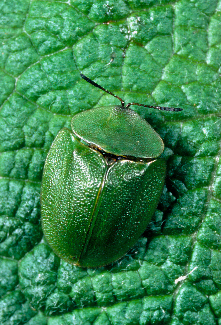 Tortoise beetle,Cassida viridis,on a mint leaf