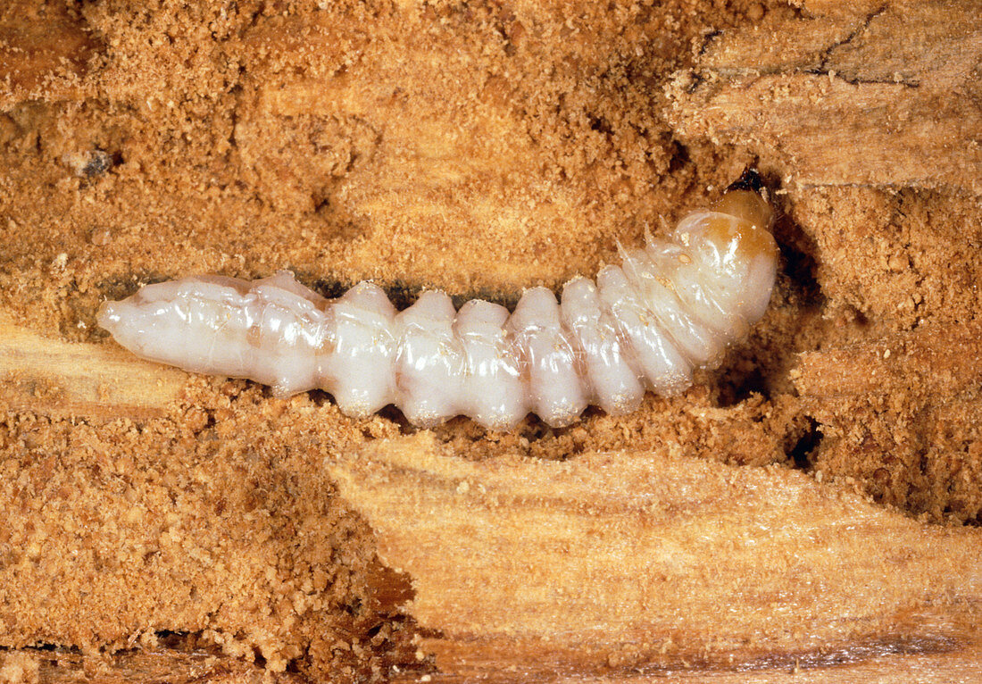 Pyrochroa coccinea beetle larva in dead wood