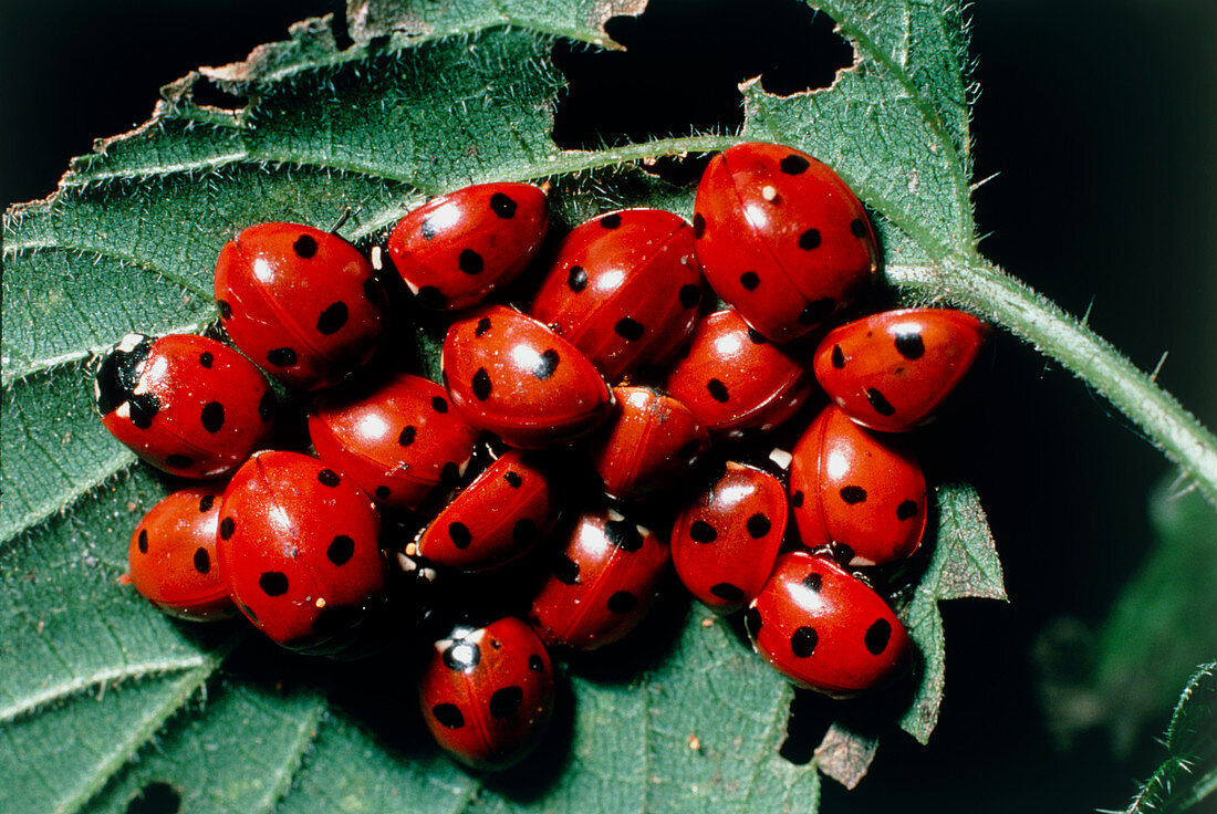 Cluster of ladybird beetles hibernating under leaf