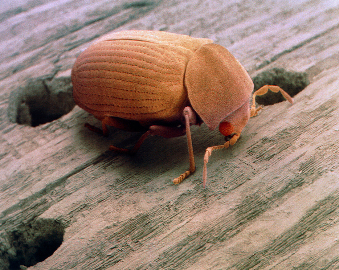 SEM of woodworm beetle emerging from wood