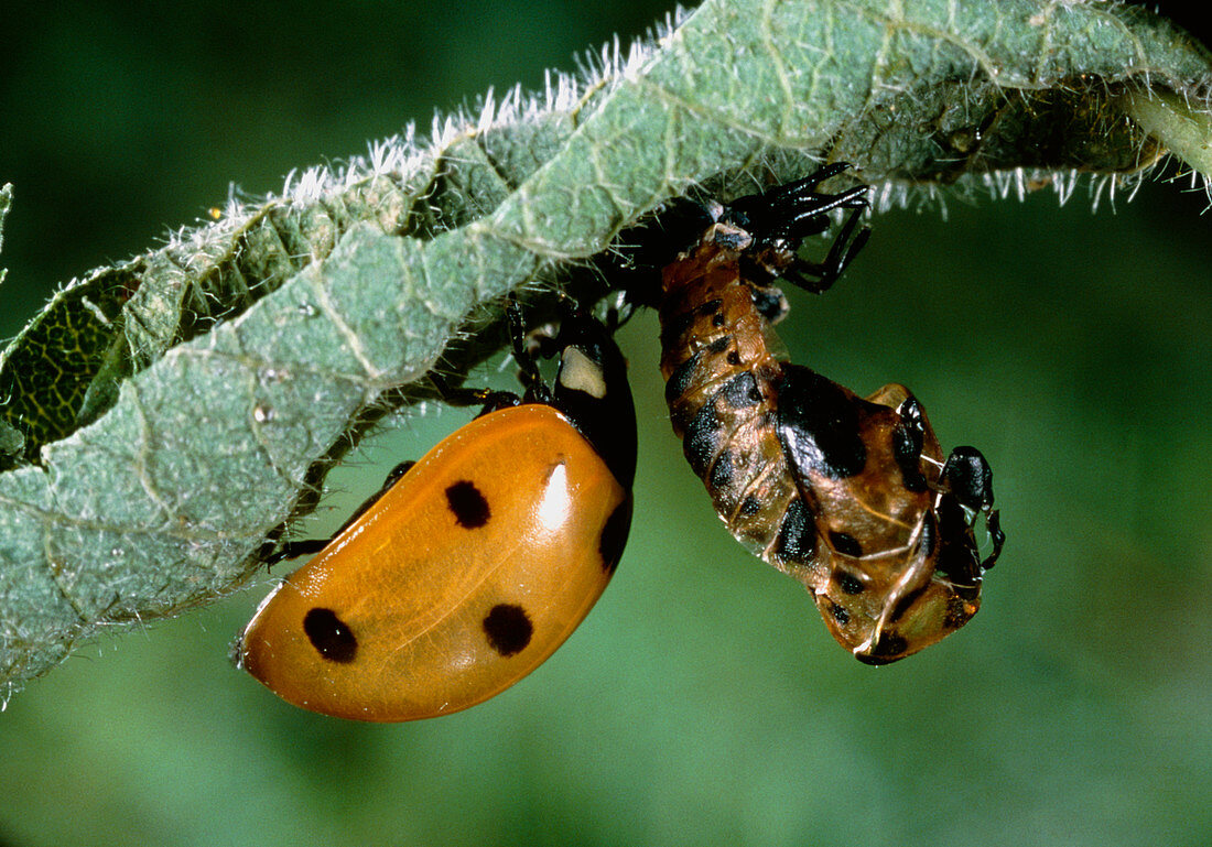 Macrophoto of a ladybird beetle metamorphosising
