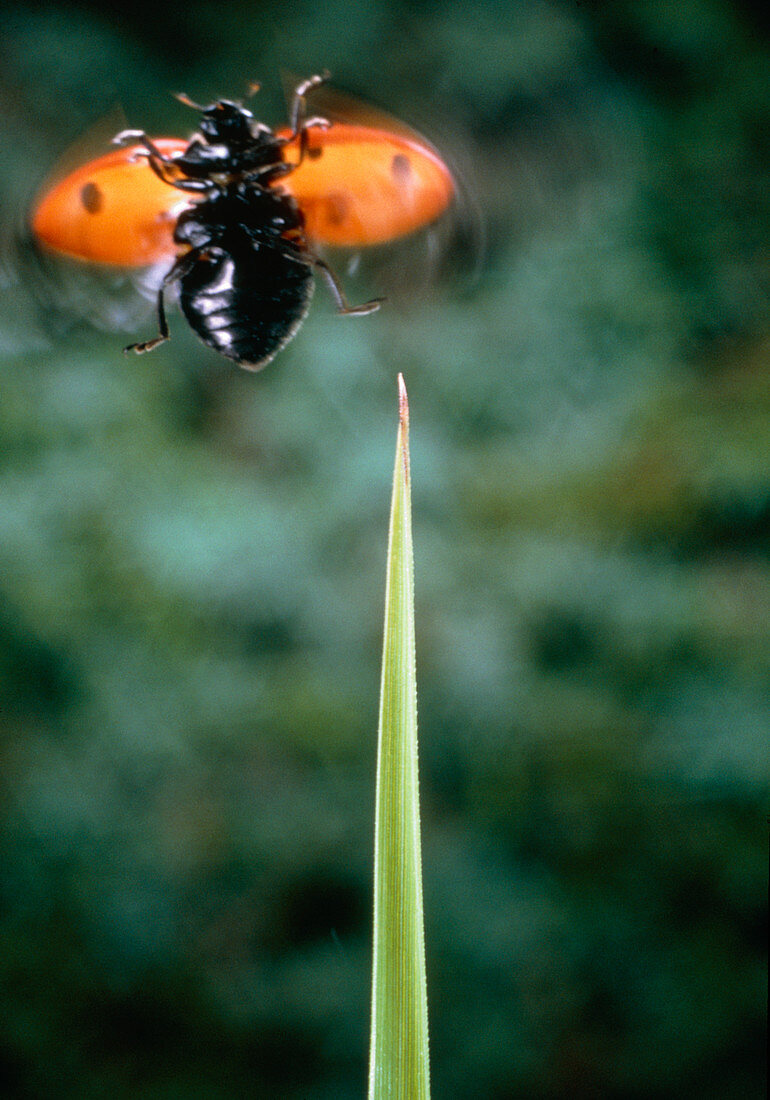 Macrophoto of ladybird beetle during take-off