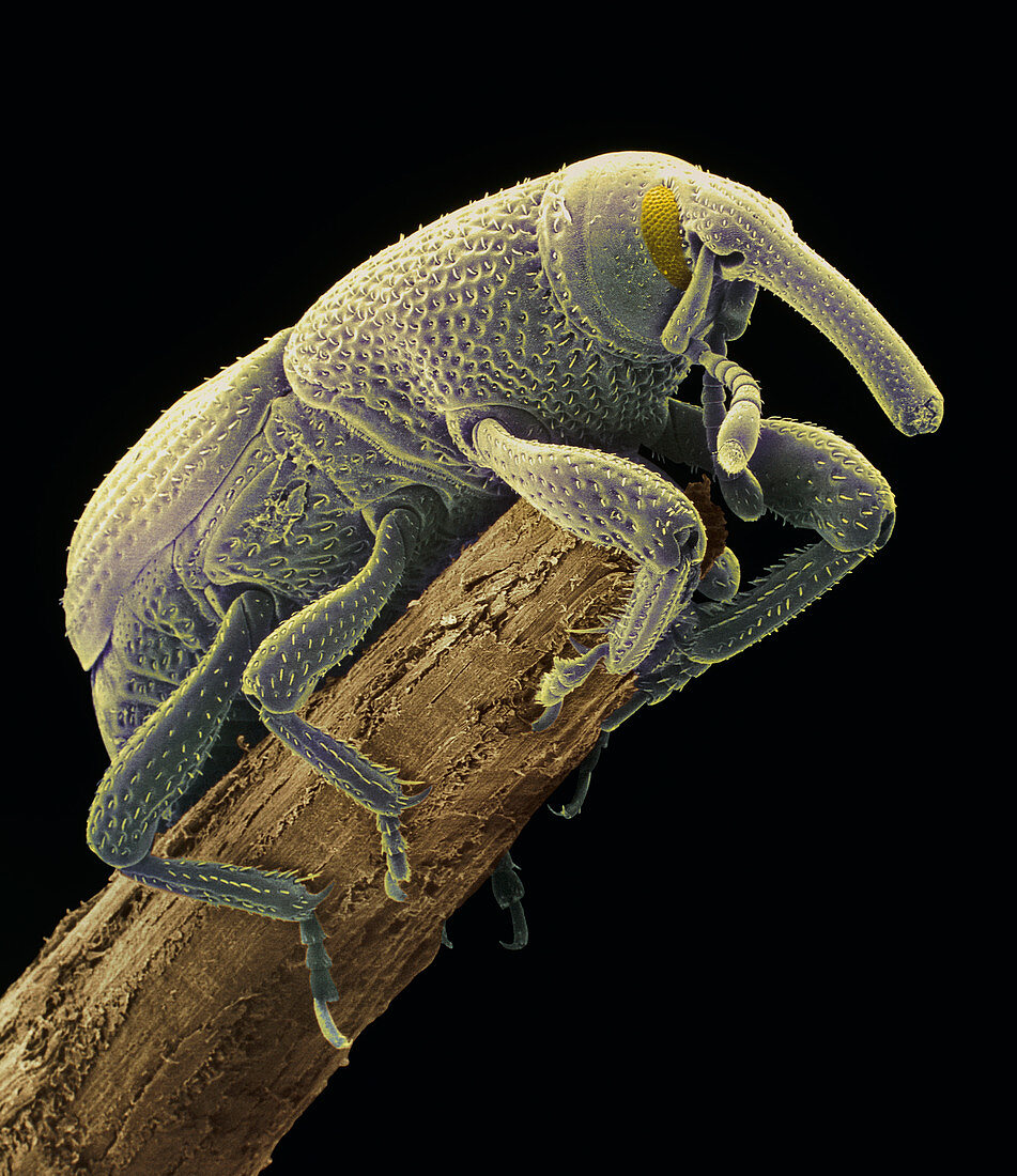 Coloured SEM of a grain weevil,Sitophilus
