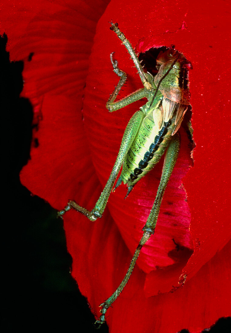View of a bush-cricket feeding from a red flower