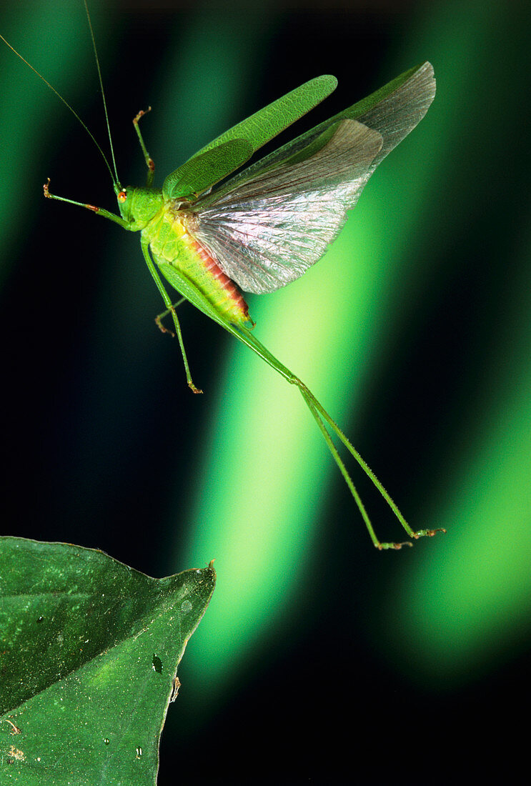 High-speed photo; speckled bush-cricket in flight