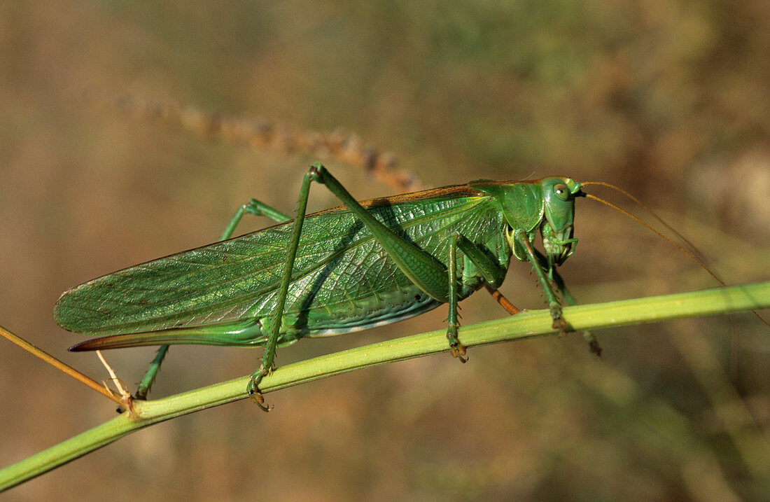 Great green bush-cricket