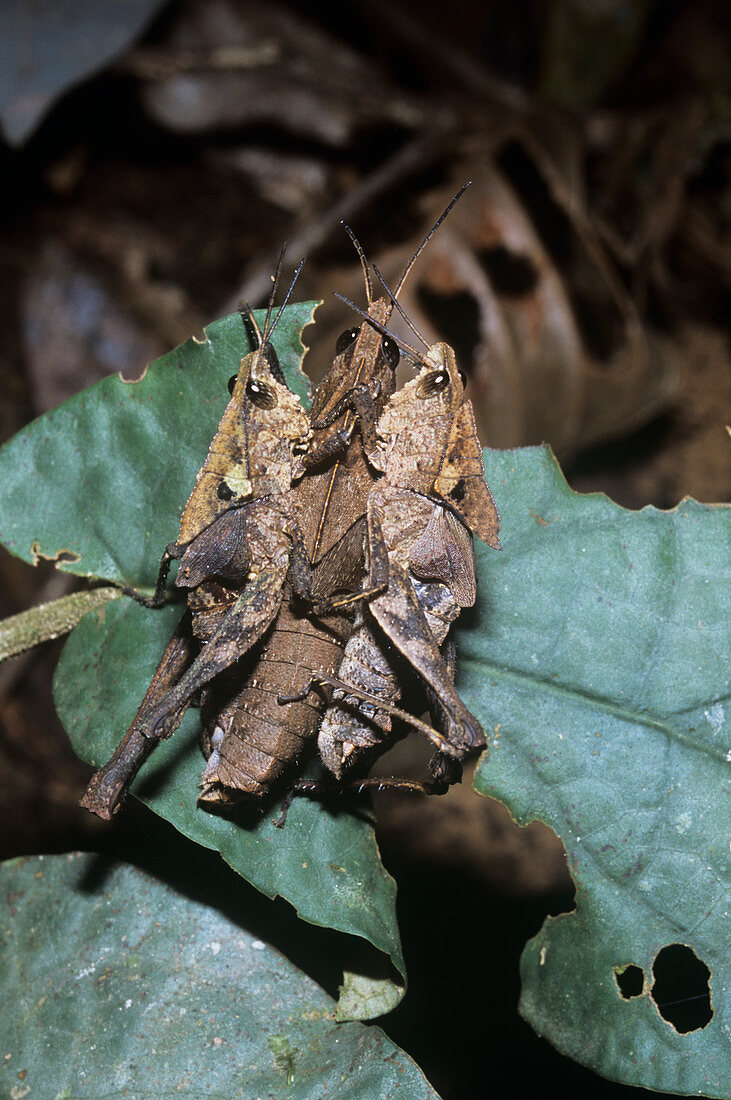 Leaf-mimic grasshoppers mating