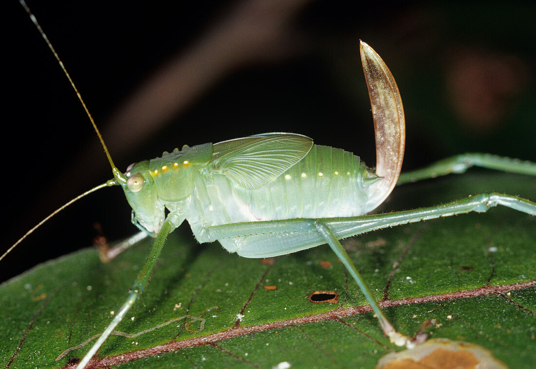 Bush cricket with ovipositor