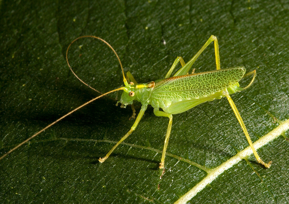 Male bush cricket