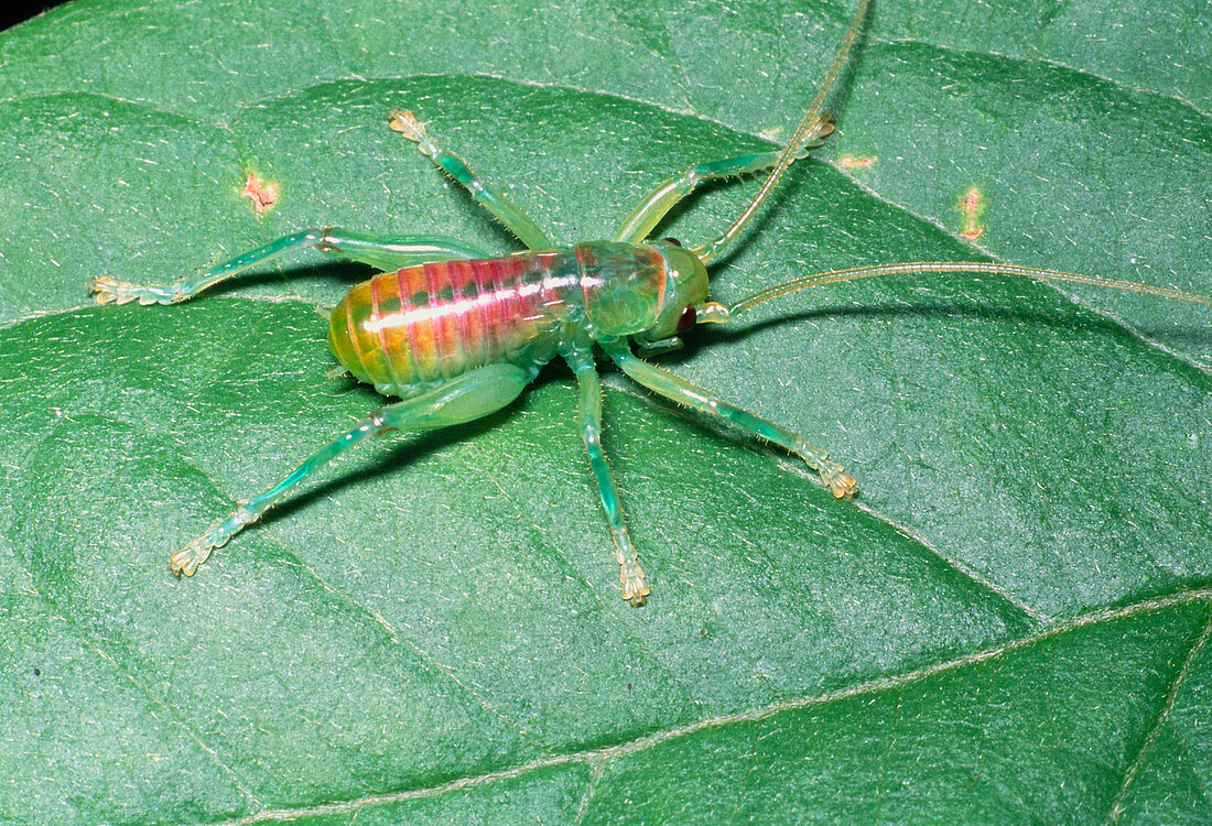 Bush-cricket nymph
