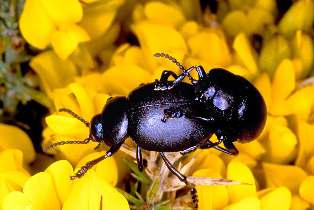 Bloody-nosed beetles mating