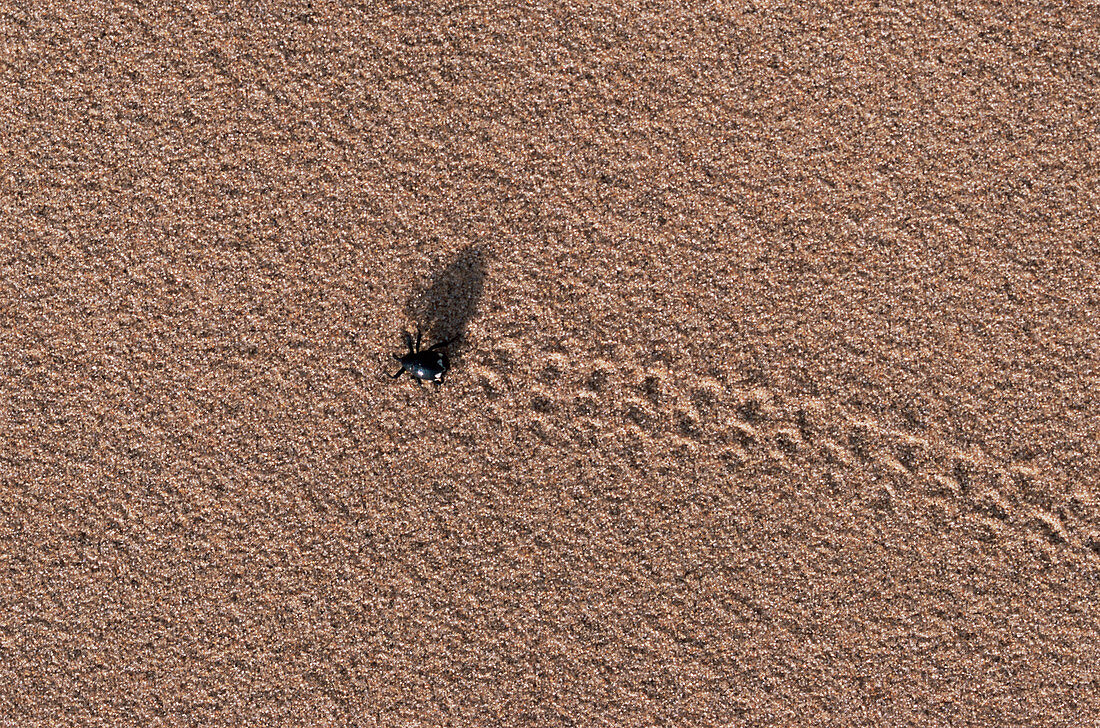 Weevil walking across sand