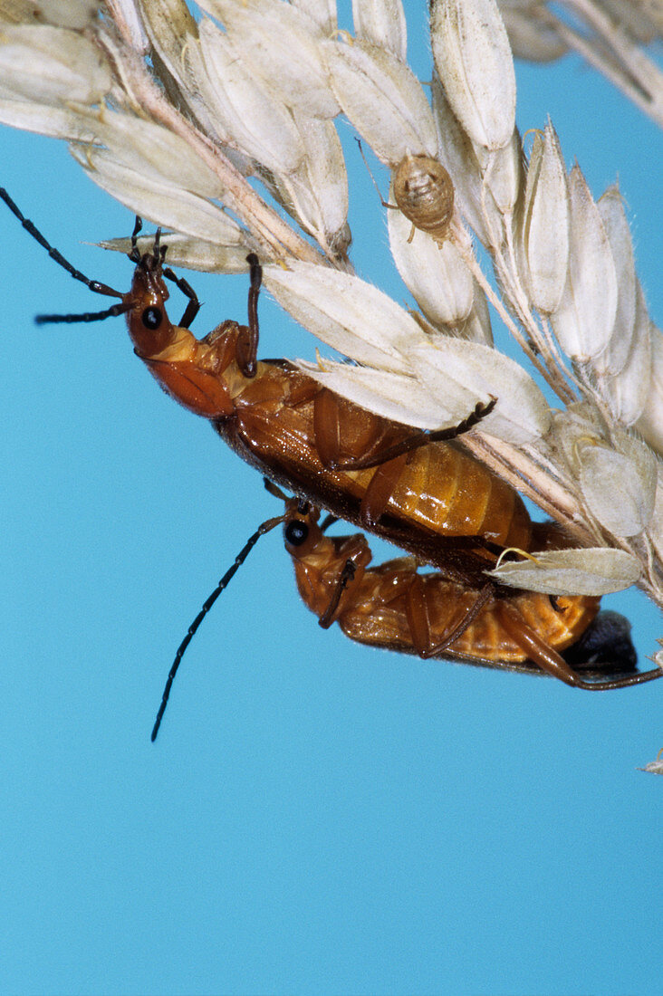 Longhorn beetles mating
