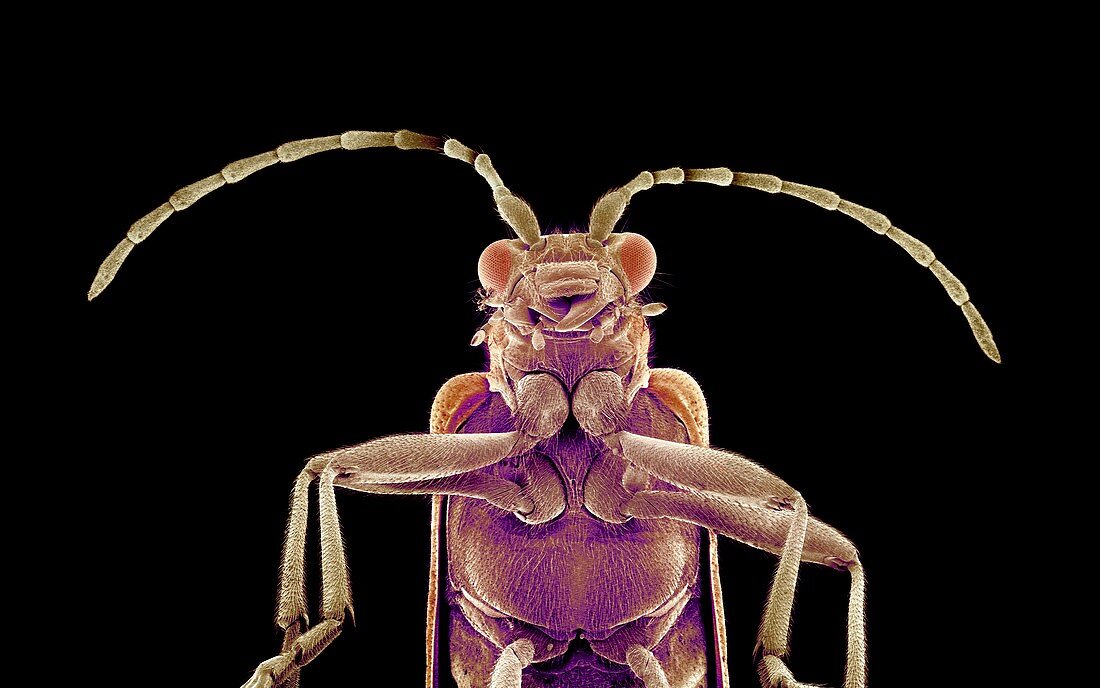 Long-horned beetle,SEM