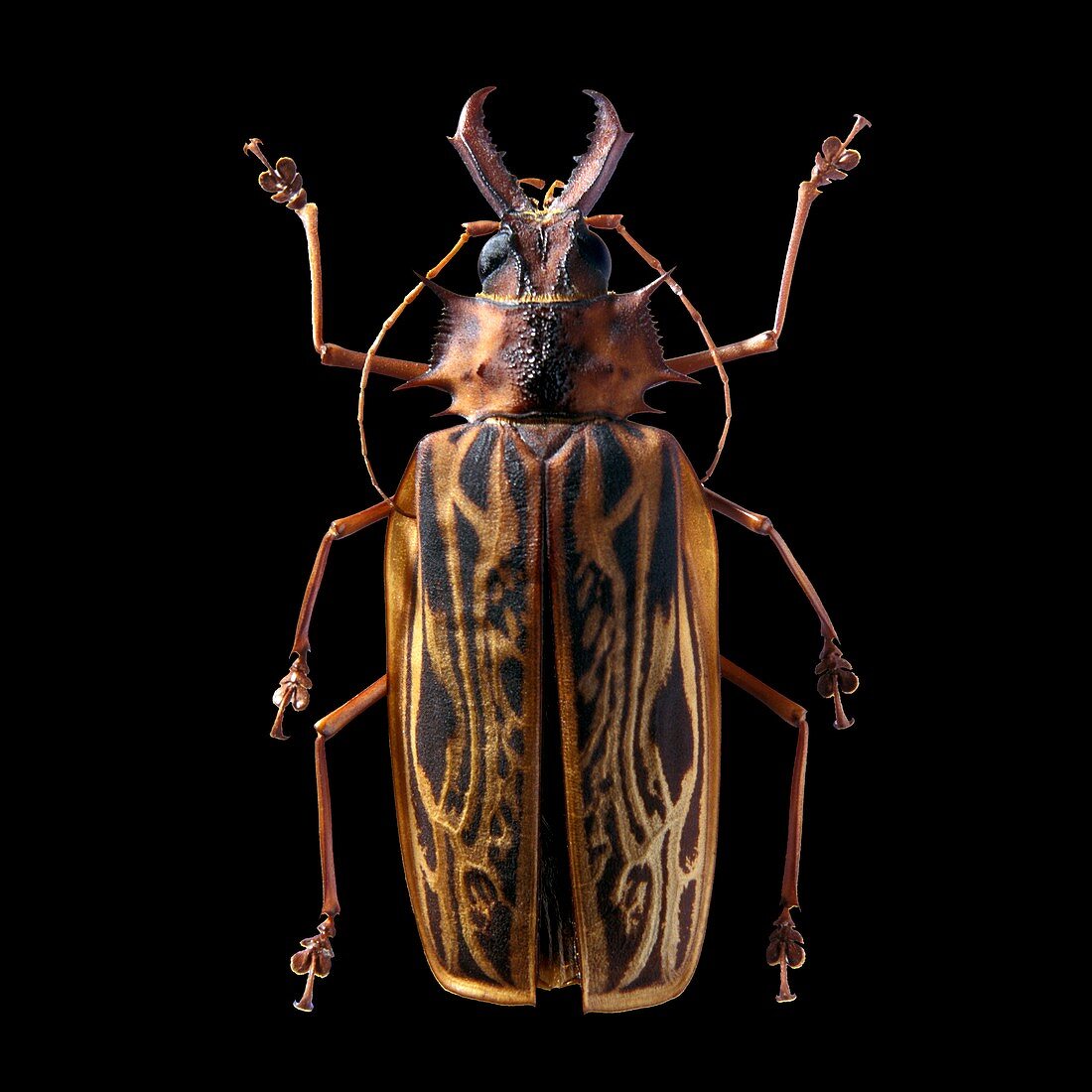 Macrodontia cervicornis beetle