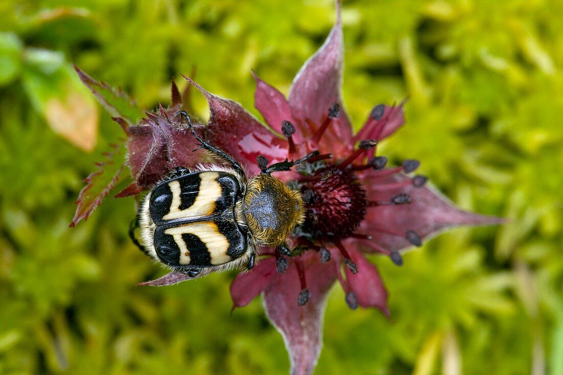 Bee beetle feeding on a flower