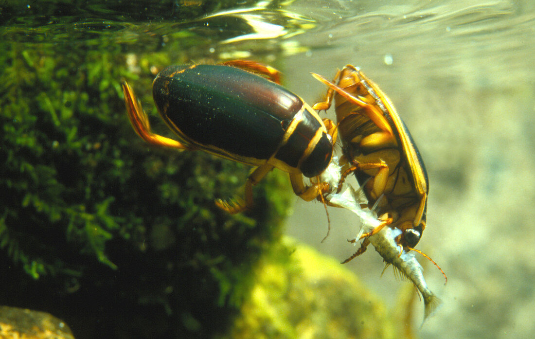 Two great diving beetles eat a stickleback fish