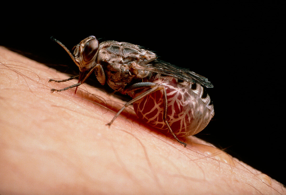 Macrophoto of a tsetse fly feeding on a human arm