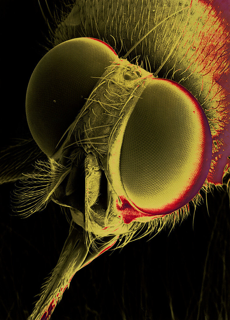 Head of a tsetse fly