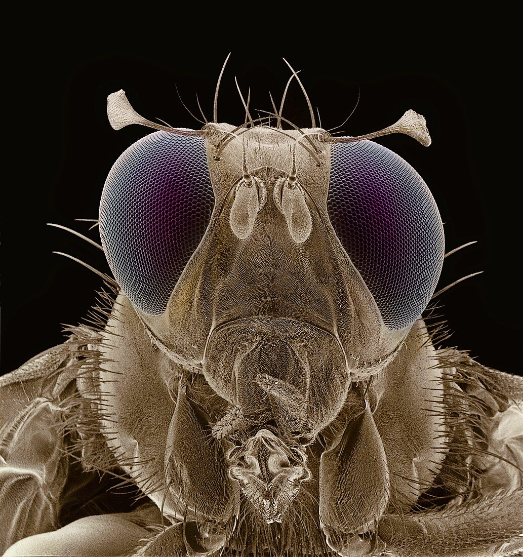 F col SEM of male mediterranean fruit fly