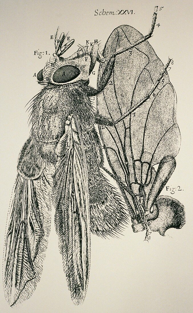 Robert Hooke's drawing of a 'Blue Fly'