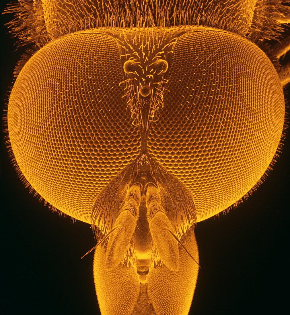 F co SEM of head of hover fly
