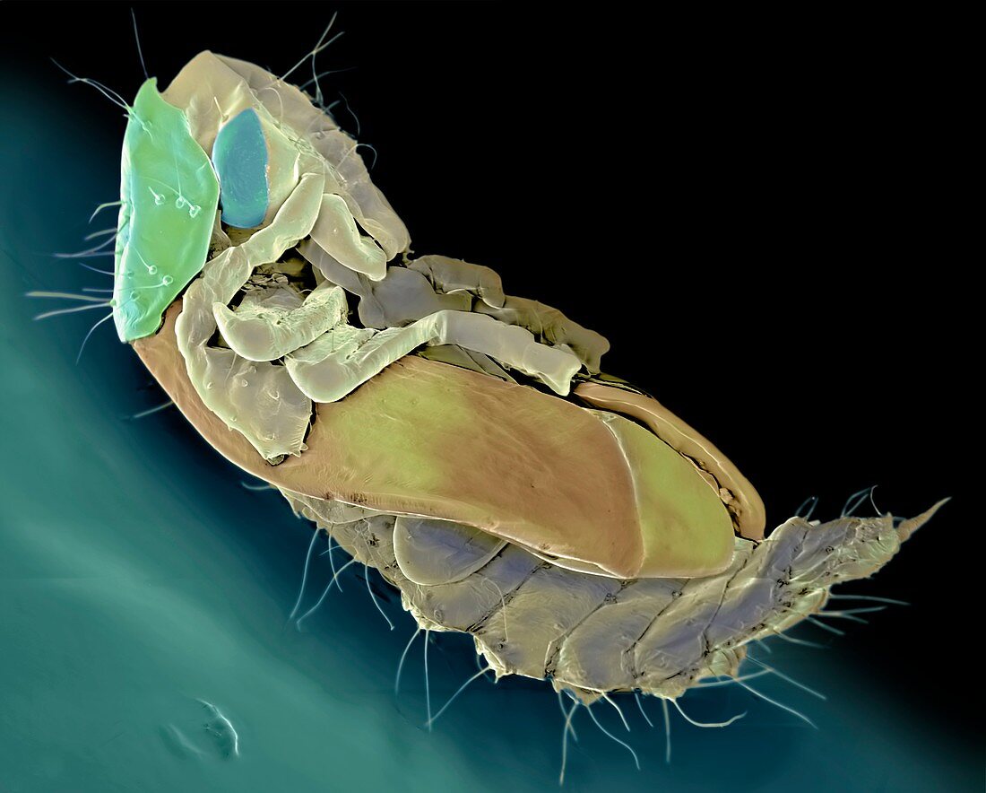 Ham beetle larva,SEM