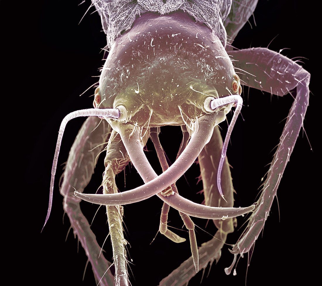Beetle larva head,SEM