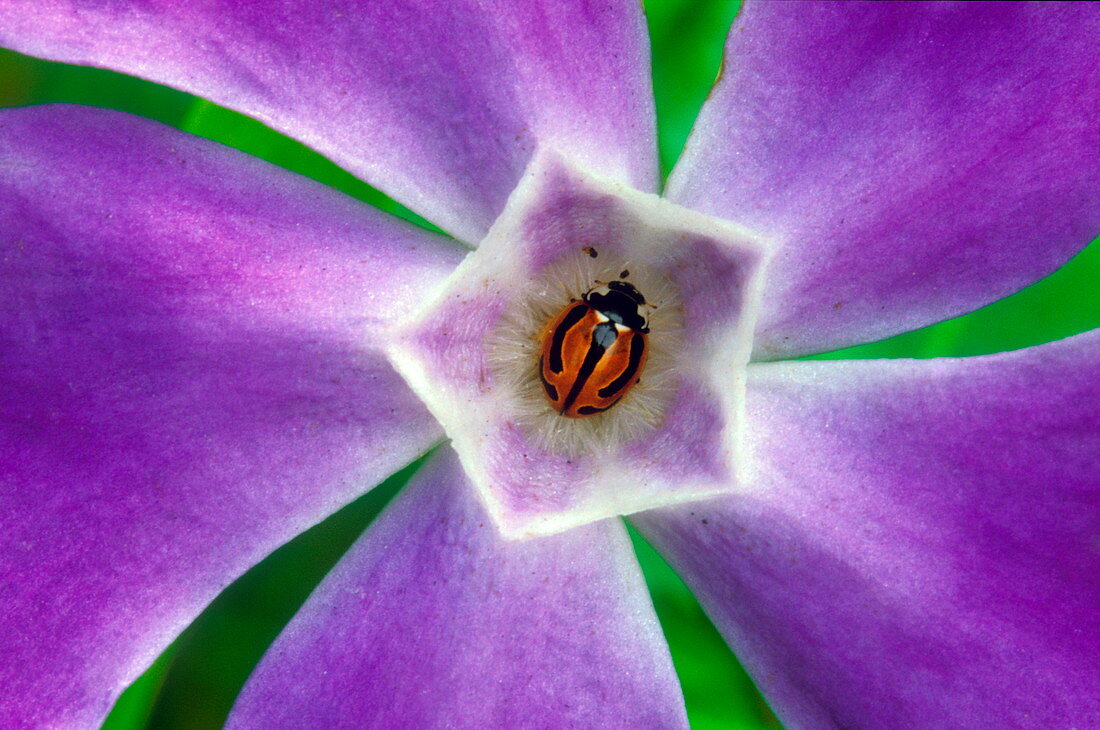 Beetle in a periwinkle flower