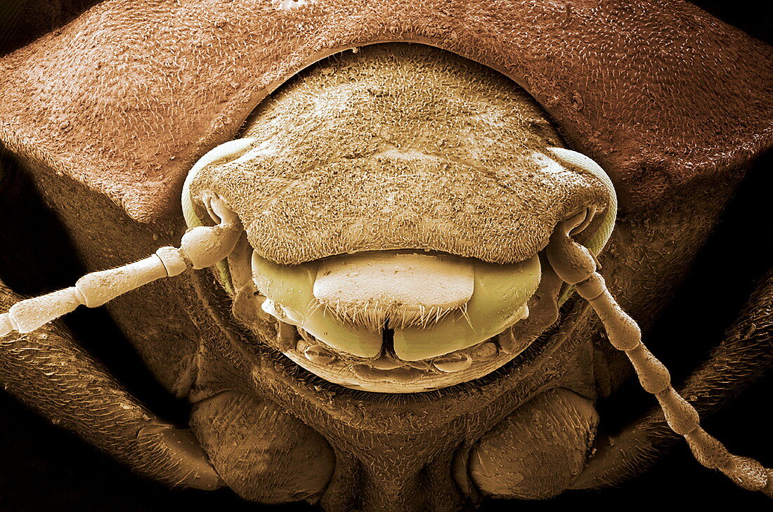 Fregate beetle,SEM