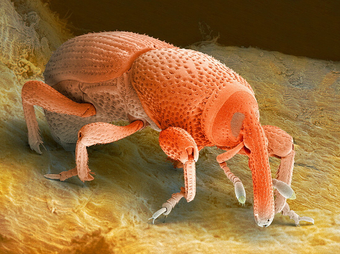 Grain weevil