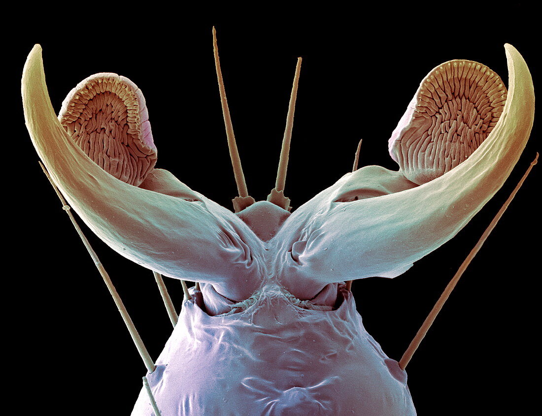 Insect foot,SEM