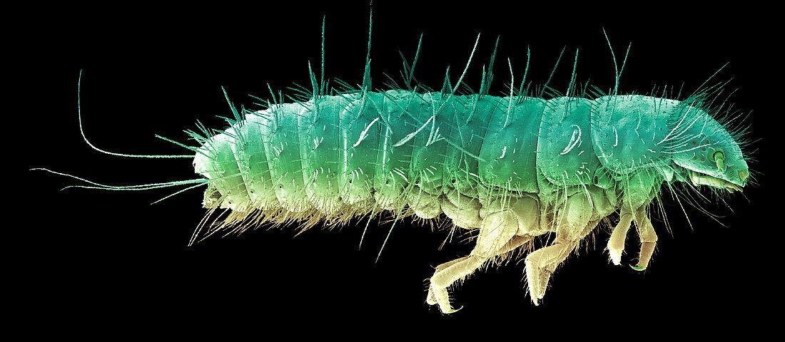 Beetle larva,SEM