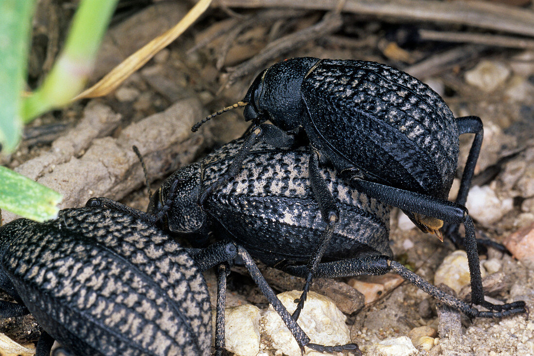 Desert beetles