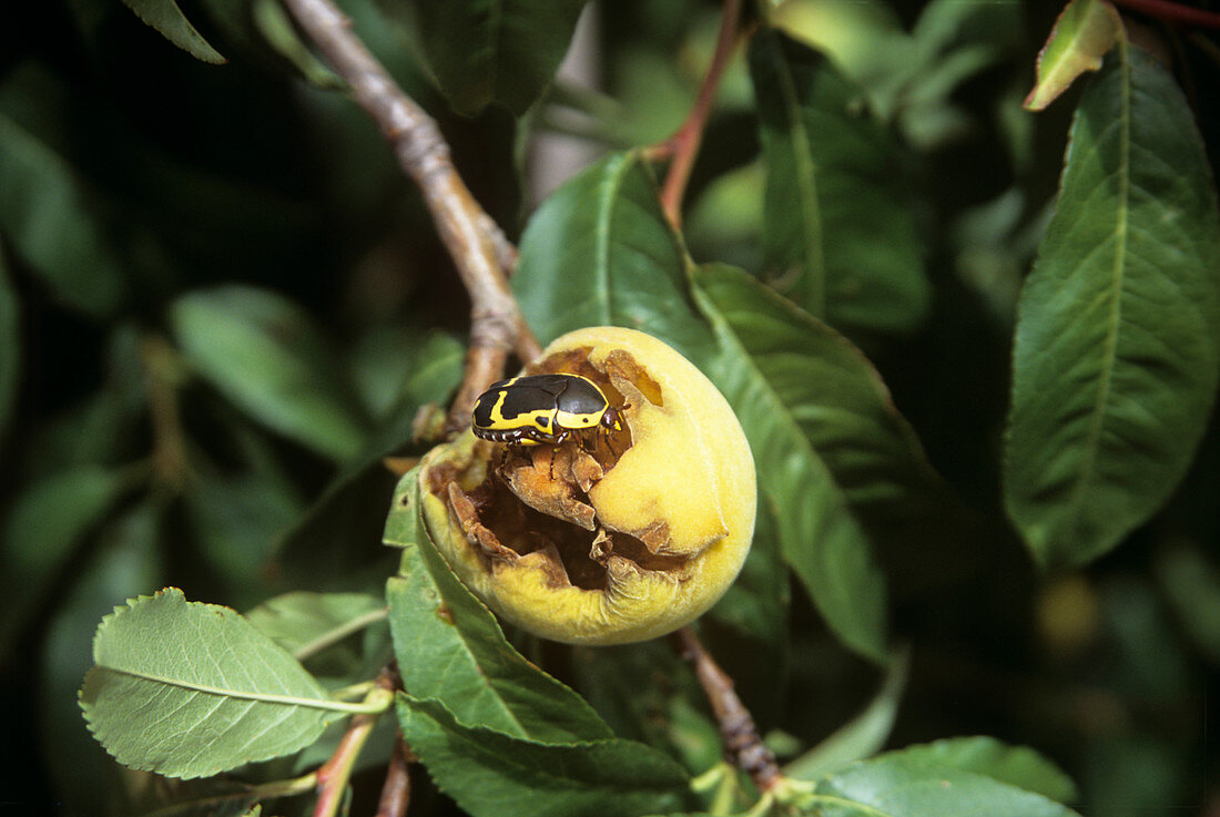 African fruit beetle